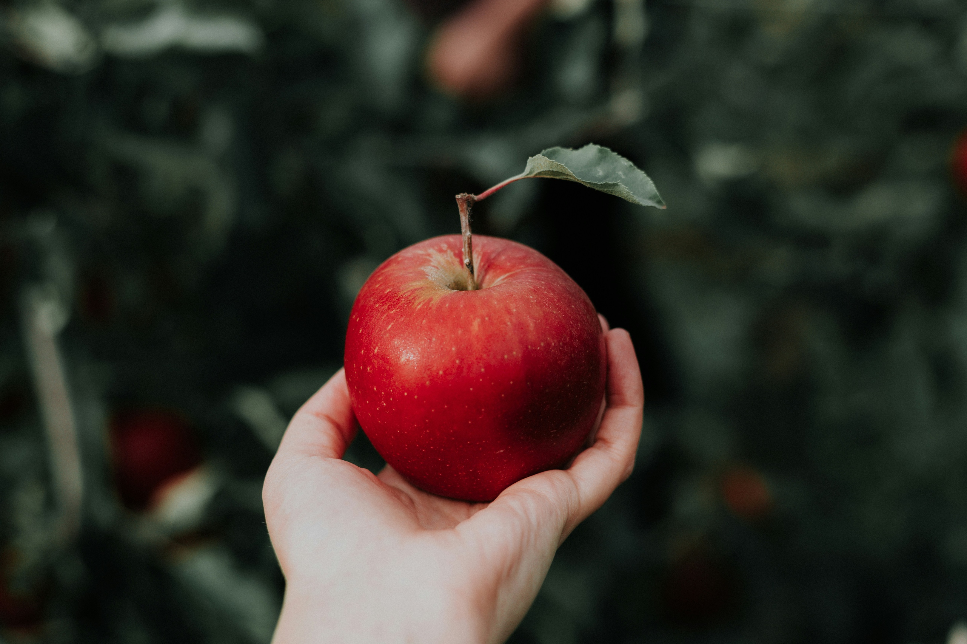 Foto di Priscilla Du Preez 🇨🇦 su Unsplash